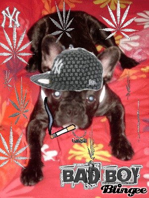 este es mi rocco  es un encanto es uno mas de la familia